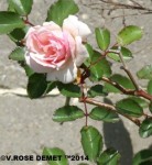 A pink Rose before it turn white. ©V.ROSE DEMET ™2014
