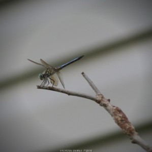 I looked upward and there this dragonfly was.